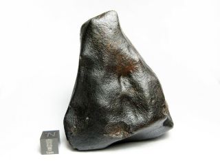 NWA x Meteorite 427.  47g Colossal Chondrite with Character 5