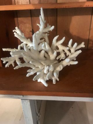 Large Natural Cluster Finger Ocean Coral 14”x14”