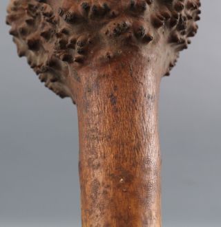 Antique Authentic Penobscot Indian Weapon Carved Gnarly Burl Root Club,  NR 7