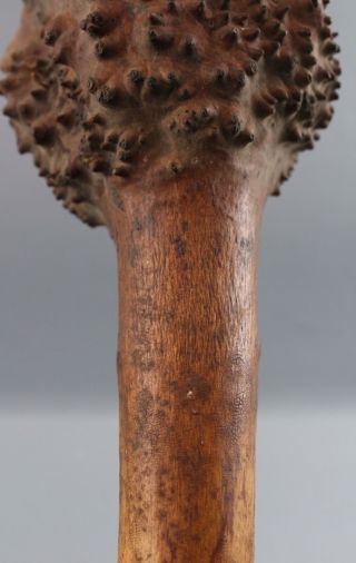 Antique Authentic Penobscot Indian Weapon Carved Gnarly Burl Root Club,  NR 8