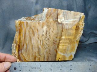 Stinking Water Oak Petrified Wood Piece 9 Lbs