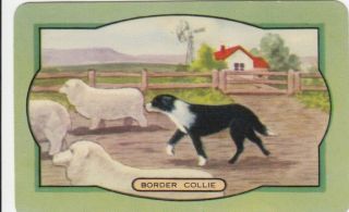 Vintage Coles Swap Card - 1 Single - Border Collie