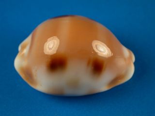 Cypraea Tessellata,  Spots,  Gem,  27.  8mm,  Hawaii Shell