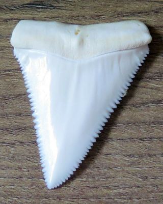 1.  948 " Upper Nature Modern Great White Shark Tooth (teeth)