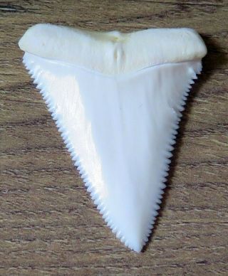 1.  921 " Upper Nature Modern Great White Shark Tooth (teeth)