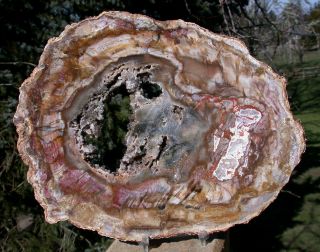 Sis: Astonishing Agate & Geode 9 " Madagascar Petrified Wood Slab Mirror Polish