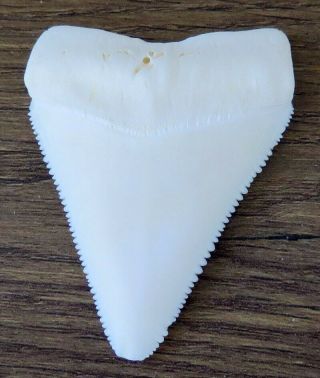 2.  469 " Upper Principle Nature Modern Great White Shark Tooth (teeth)