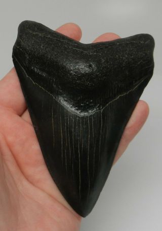 Dinosaur Real Shark Megalodon Miocene Pliocene Serrated Tooth Large The Meg