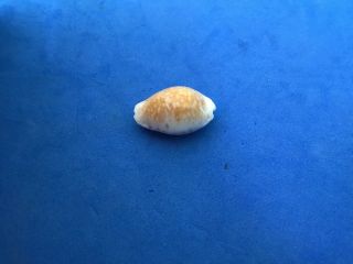 23mm Cypraea cernica leforte Easter Island f,  shell seashell 2