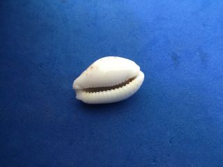 23mm Cypraea cernica leforte Easter Island f,  shell seashell 3