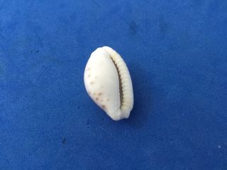 23mm Cypraea cernica leforte Easter Island f,  shell seashell 4