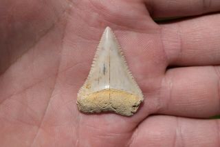 Fossil Great White Shark Tooth Pleistocene Rare Specimen Walteria California