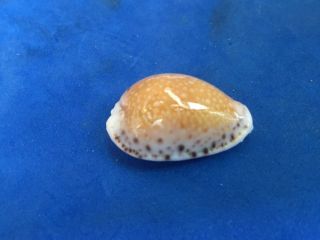 Lg 28mm Cypraea Cernica Leforte Easter Island Gem Shell Seashell Self Collected