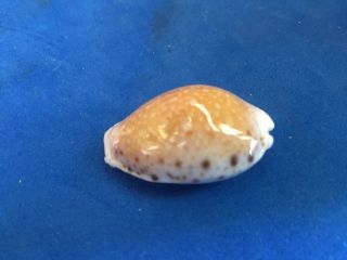 LG 28mm Cypraea cernica leforte Easter Island GEM shell seashell self collected 2