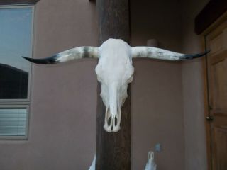 Longhorn Steer Skull 3 Feet 2 " Wide Horns Mounted Bull Cow Head