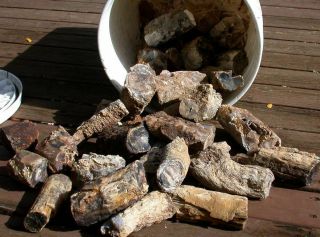 Sis: 10 Lb.  Box Of Rough Wyoming Petrified Wood Limbs - Cleaned Whole Limbs