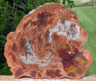 Sis: Big Colorful 12 " Arizona Petrified Wood Conifer Round - Polish