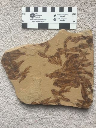 60,  fossil fish - - Gosiutichthys - - Museum - quality Green River mortality plate 2