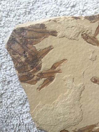 60,  fossil fish - - Gosiutichthys - - Museum - quality Green River mortality plate 5
