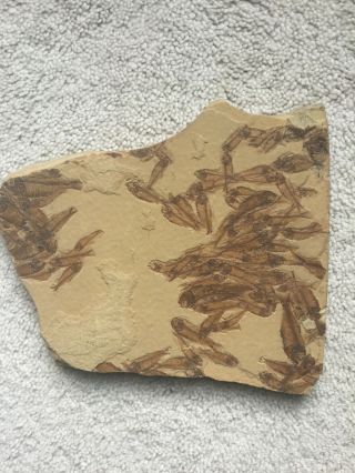 60,  fossil fish - - Gosiutichthys - - Museum - quality Green River mortality plate 6