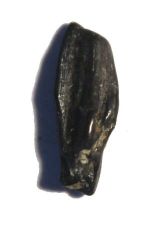 Rare UK Sussex Juvenile Iguanodon Dinosaur Tooth - One Only Tooth 2