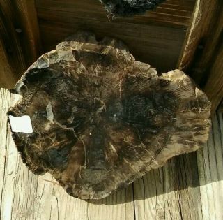Polished Petrified Wood - Araucaria From Utah In Brown Colors