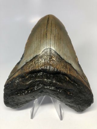 4.  90” Megalodon Fossil Shark Tooth Rare Natural 3469