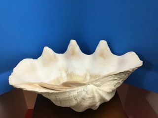 Tridacna Gigas 16.  5” Giant Clam Shell Sea Shells Ocean Treasure