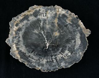 Araucarioxylon W/ Exceptional Pattern From Southern Utah Polished Petrified Wood