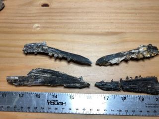 4 Cimolichthys Fossil Fish Upper And Lower Jaws With Teeth Cretaceous Of Kansas