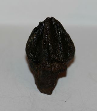Rooted Triceratops Tooth Museum Quality Hell Creek Formation Usa Cretaceous