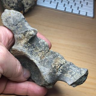Fossil Dinosaur Hadrosaur Neck Vertebra Cretaceous /Hell Creek/ Montana 2
