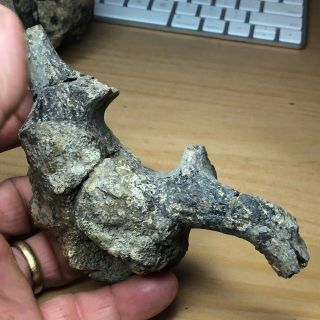 Fossil Dinosaur Hadrosaur Neck Vertebra Cretaceous /Hell Creek/ Montana 5