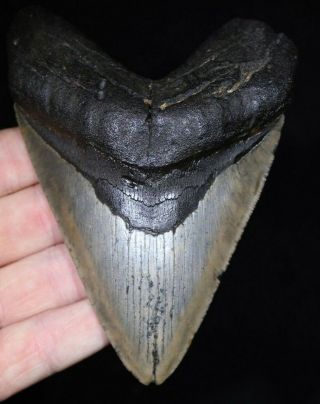 Megalodon Shark Tooth 5.  36 " Extinct Fossil Authentic Not Restored (cg5 - 11)