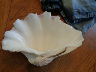 Large Ocean Seashell Clam Shell White 12 " X 8 1/2 " Real Natural 4 1/2 Lbs
