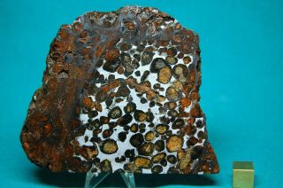 Sericho Meteorite Pallasite 187.  6 Grams