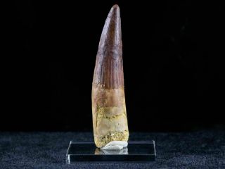 Xl 3.  2 In Spinosaurus Tooth 100 Million Yrs Old Cretaceous Dinosaur & Stand