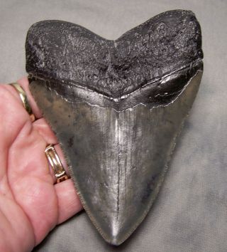 MEGALODON TOOTH BIG 4 13/16 