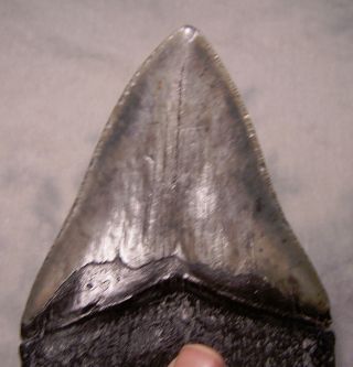 MEGALODON TOOTH BIG 4 13/16 