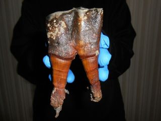 Tooth Of Woolly Rhinoceros Museum Quality Coelodonta Antiquitatis