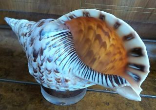 Large Pacific Triton Conch Shell Horn 14 " Lx7 " H On Clear Base