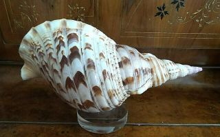 LARGE PACIFIC TRITON CONCH SHELL HORN 14 