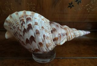 LARGE PACIFIC TRITON CONCH SHELL HORN 14 