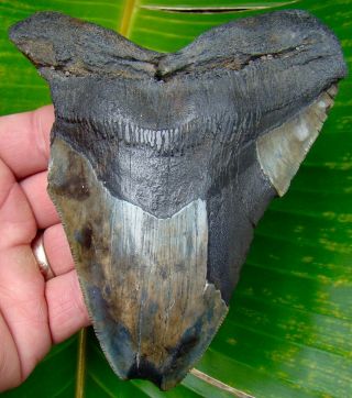 Megalodon Shark Tooth - 5 & 3/8 In.  Real Fossil Sharks Teeth - No Restorations