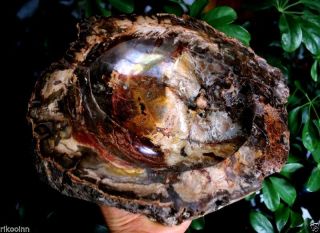 9.  2 " 5.  82ib Natural Stone Petrified Wood Fossil Crystal Ashtray - Madagascar