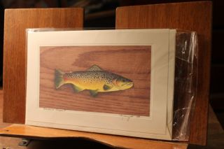 Signed Print " Brown Trout " 1999 Mary K The Fish Lady 8 - 1/2 " X 5 - 1/2 "