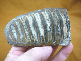 Wm338 - 29) 4 - 5/8 " Rare Extinct Fossil Siberian Woolly Mammoth Tooth Slice