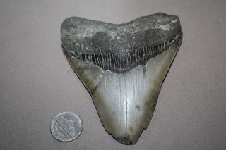 Megalodon Fossil Giant Shark Teeth All Natural Large 4.  29 " Huge Tooth