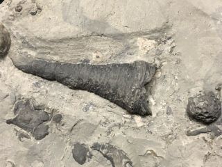 Trilobite - Stunning Cornulites Worm Tube - Waldron Shale - Fossils - Found 15 Years Ago