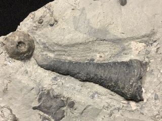 Trilobite - Stunning Cornulites Worm Tube - Waldron Shale - Fossils - Found 15 Years Ago 2